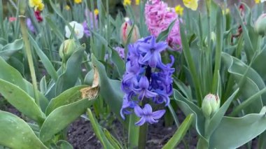 Sümbüller parlak bahar çiçekleri güzel doğa çiçekleri