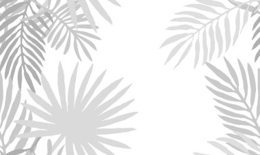 Son moda tropikal desensiz çiçek deseni. Beyaz arka planda gri palmiye yapraklarının gölgeleri. Doğal palmiye yaprağı silueti ve yazı için yeri olan pankart. Tropikal dallar, tasarım elementi