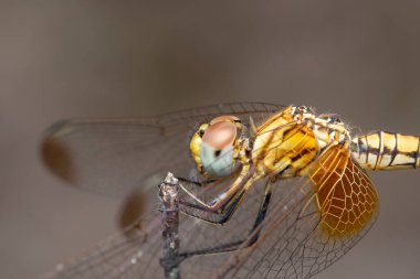 Kızıl bataklık planörünün (Trithem aurora), Satara, Maharashtra, Hindistan