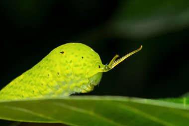 Yaygın kuş kelebeği tırtılının (Graphium doson), Satara, Maharashtra, Hindistan