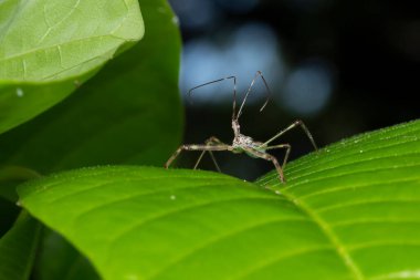 Suikastçı böceği yakın plan çekimleri için doğal ortamını (Rhynocoris iracundus), Satara, Maharashtra, Hindistan