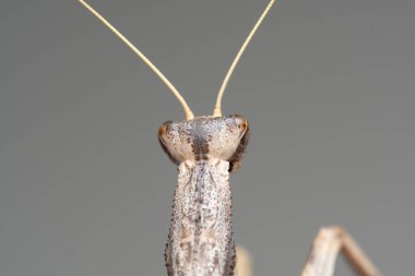 (Iris oratoria) Bir ağaç kabuğu ve toprak peygamberdevesinin sırt tarafı)