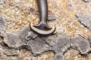 Çekiç baş yakın çekim (Humbertium sp) familyası Bipaliidae ağaç kabuğunda