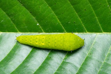 Yaygın kuş kelebeği tırtılı (Graphium doson), Satara, Maharashtra, Hindistan