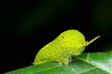 Yan görüş, yaygın kuş kelebeği tırtılının (Graphium doson), Satara, Maharashtra, Hindistan Uyarı işaretini gösteriyor.