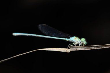 Bir Mavi Nehir Kızböceği (Pseudagrion microcephalum), koyu bir arka plan üzerine vurgulanmış kuru bir dal üzerinde durmaktadır..