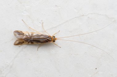 Yetişkin bir Caddisfly (Düzen: Trichoptera) Satara 'daki beyaz bir duvarda, damarlı kanatlarını ve uzun antenlerini gösterir..