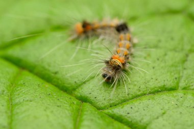 Yeşil bir yaprağın üzerinde Rusty Tussock güve tırtılı (Orgyia antikası)..