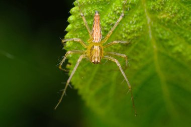 Titrek Lynx Spider (Oxyopes braminicus) yeşil bir yaprağın üzerinde hazır ve nazır..