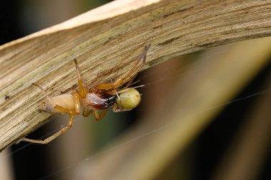 Yırtıcı Cheiracanthium punctorium, bir Sarı Çuval Örümcek, avını aramak için kuru bir yaprağı aşıyor, Satara 'nın çeşitli eklembacaklı türünü gösteriyor..