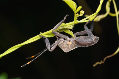 Yaprak ayaklı bir böcek (Acanthocephala terminalis) bir gövde üzerinde tüneyerek, eşsiz bacak kenarlarını ve vücut şeklini gösterir..