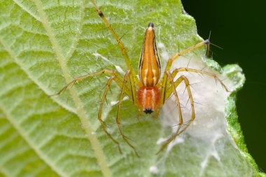 Oxyopes Pankajii, bir Lynx örümceği, anne bakımı sergiliyor, yeşil bir yaprağın üzerinde yavrularını koruyor..
