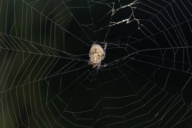 Satara, Maharashtra 'da ağ merkezinde bir küre dokumacı örümcek (Neoscona mukerji).