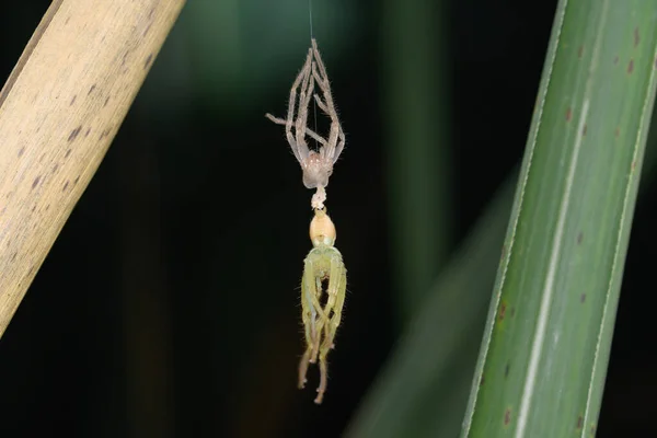 Stunning Moment Captured Olios Melleti Green Huntsman Spider Seen Mid — Stock Photo, Image