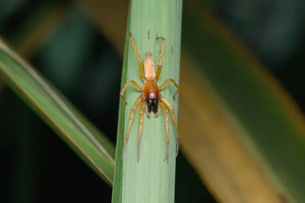 Sarı çuval örümceği (Cheiracanthium punctorium) Satara, Maharashtra 'da yeşil bir yaprak üzerinde.