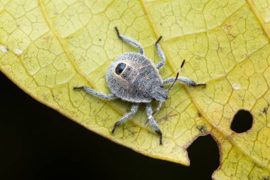 Pis kokulu böcek olarak bilinen Erthesina Acuminata adlı bir bebeğin yakın çekimi, Pune, Hindistan 'da yeşil bir yaprak üzerinde..