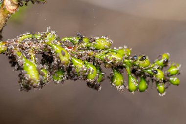 Hindistan 'ın Pune kentindeki Gliricidia sepium fabrikasının kollarını kaplayan yoğun yaprak biti popülasyonu.