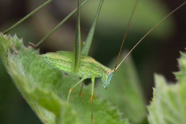Hindistan 'ın Pune kentindeki bir yaprağın üzerine çaktırmadan tüneyen bir mikro sentrum rhombifolium..