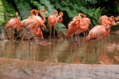 Canlı Karayip flamingoları, Phoenicopterus yakutu, verimli tropikal bir ortamda sosyalleşiyorlar, sakin sularda canlı tüylerini yansıtıyorlar..