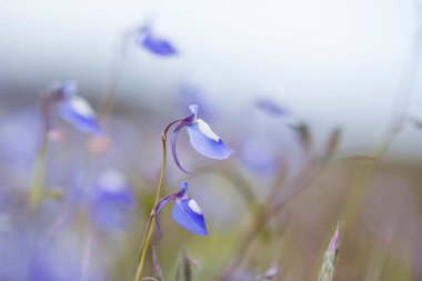 Dreamy blue Utricularia reticulata flowers sway in the gentle breeze, captured in a soft-focus photograph with a hazy, misty background. clipart