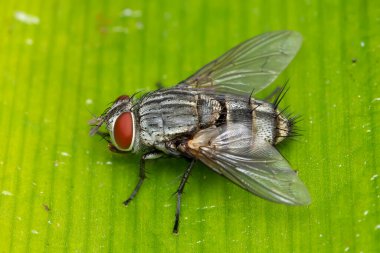 Close-up of a Sarcophaga bercaea flesh fly on a vibrant green leaf clipart
