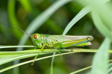 Canlı bir hiyeroglifus banian çekirgesi bir çim yaprağına dayanır..