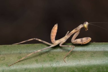 A juvenile Hierodula membranacea mantis poses on a leaf. clipart