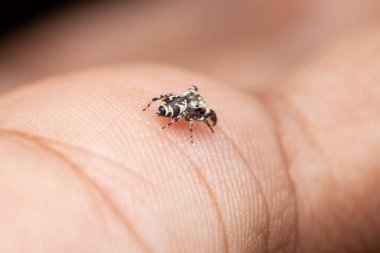 Rhene Flavicomans zıplayan örümcek insan eli üzerinde eşek arısı taklidi yapıyor..