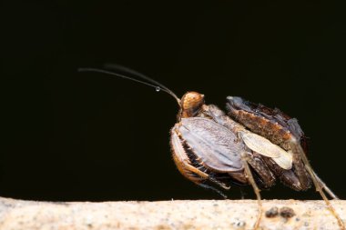 Doğal ortamında bir Hestiasula brunneriana perisi.