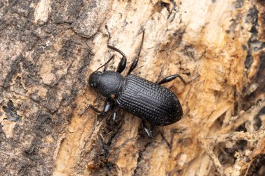 Kaba ağaç kabuğunda siyah bir kurtçuk olan Tenebrio molitor 'un yakın çekimi..