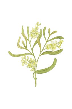 Zeytin dalı. Zeytin çiçekli suluboya şubesi. Beyaz Arkaplanda Zeytin Dalı İzole Edildi