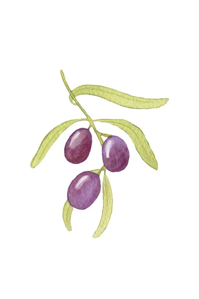 Olive branch. Watercolor Branch with Olives. Purple Olives on Branch Isolated on White Background