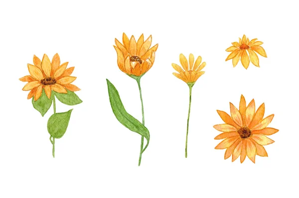 Solros Akvarell Set Med Solros Blommor Solros Illustration Handritad — Stockfoto