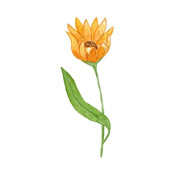 Solros Akvarell Blommor Solros Illustration Handritad — Stockfoto
