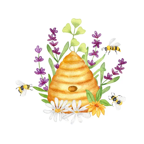 水彩画与野生蜂窝在薰衣草和洋甘菊花 野花和草 蜂蜜产品的设计 被白色背景隔离 — 图库照片