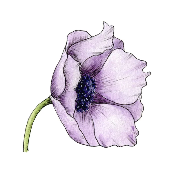 Υδατογραφία Λουλούδι Ανεμώνη Παπαρούνα Παιωνία Anemone Χέρι Ζωγραφισμένα Εικόνα Απομονώνονται — Φωτογραφία Αρχείου