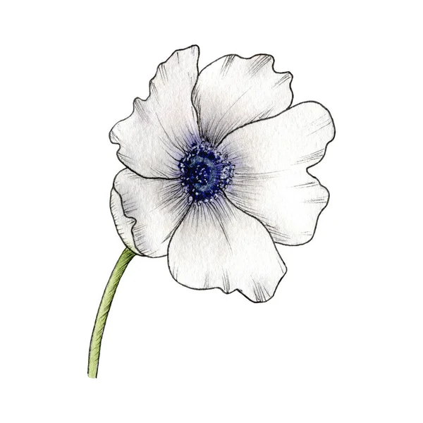 Aquarelle Fleur Anémone Pavot Pivoine Illustration Dessinée Main Anémone Isolée — Photo