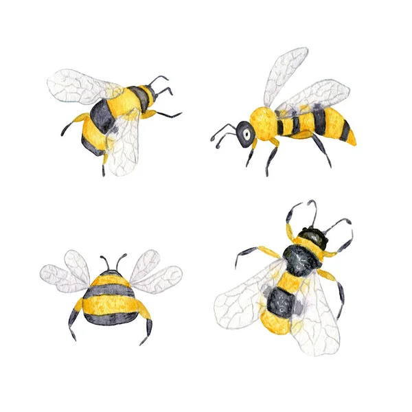 Abeja Acuarela Acuarela Ilustración Honey Bee Bumblebee Insectos Aislados Sobre — Foto de Stock