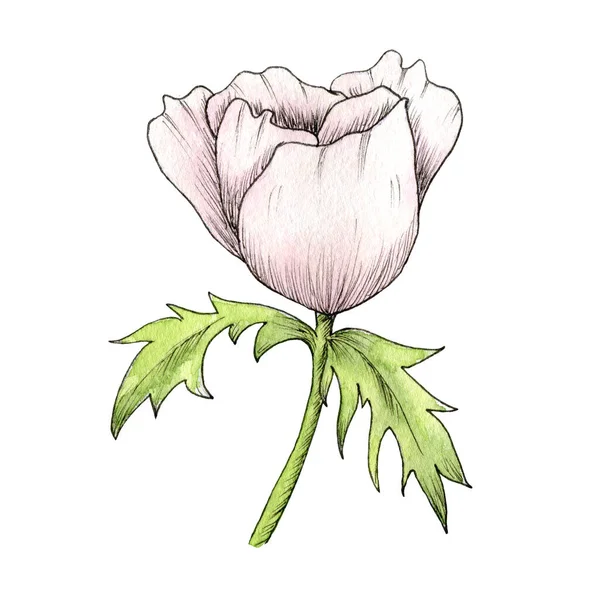 Aquarelle Fleur Anémone Pavot Pivoine Illustration Dessinée Main Anémone Isolée — Photo