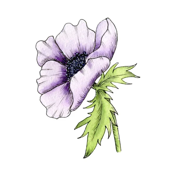 Akvarell Blomma Anemon Poppy Pion Anemone Hand Dras Illustration Isolerad — Stockfoto