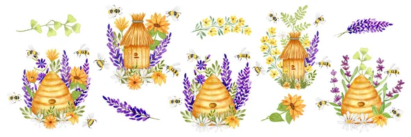 水彩画集插图与野生蜂窝薰衣草和洋甘菊花 野花和草 蜂蜜产品的设计 被白色背景隔离 — 图库照片