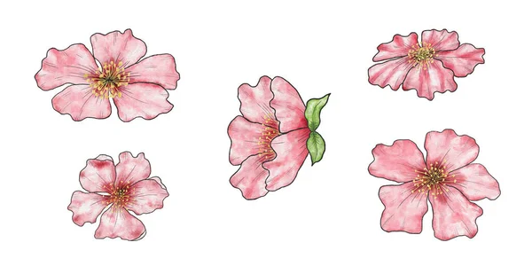 Akvarell Uppsättning Kinesiska Körsbär Blommor Handritning Clipart Design För Klistermärken — Stockfoto
