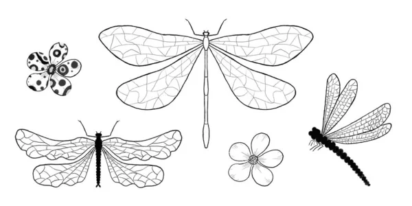 Set Libélulas Flores Ilustración Línea Insectos Ramas Con Bayas Hojas —  Fotos de Stock
