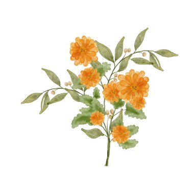 Suluboya kasımpatı çiçekleri ve dalları. Kasımpatı beyaz arka planda izole edilmiş. Bir buket sarı çiçek.