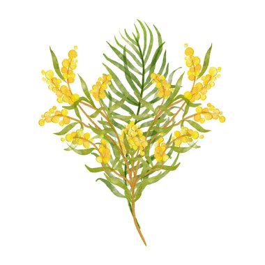 Bir buket sarı çiçek. Narin, parlak sarı çiçeklerden oluşan bir kompozisyon. Kartpostal, selam, davetiye. Beyaz arka planda izole çiçekler