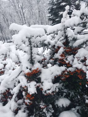 Şehir parkı kışın vuruldu - yakın çekim