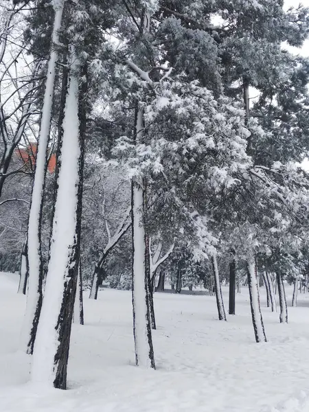 Şehir parkı kışın vuruldu - yakın çekim