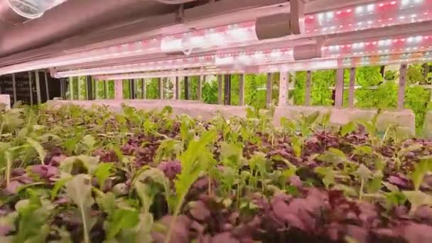 Eco Organic Modern Smart Farm Emplea Sistemas Hidropónicos Para Cultivar — Vídeo de stock