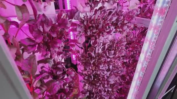 生菜和罗勒的种植 在一个垂直农场 小米祖纳植物生长在室内紫外线植物灯之下 这有利于它们的生长 水栽系统和其他现代系统 — 图库视频影像