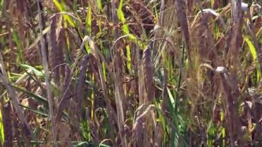 Olgun altın darı bitkilerinin yakın plan çekimi verimli yeşil bir tarlada güneş ışığında yavaşça sallanıyor.